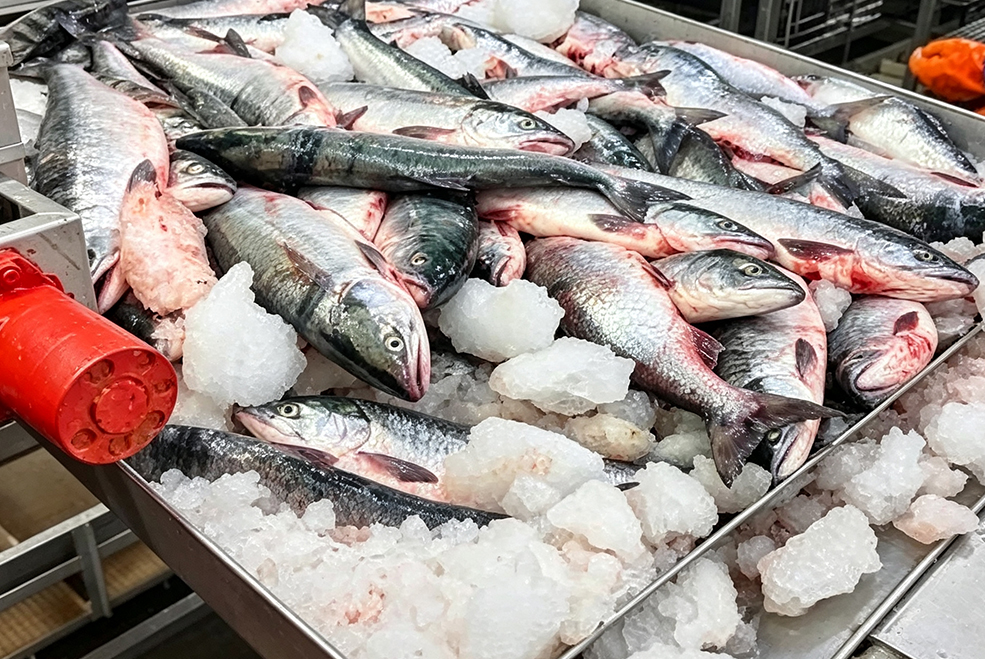 野生三文鱼