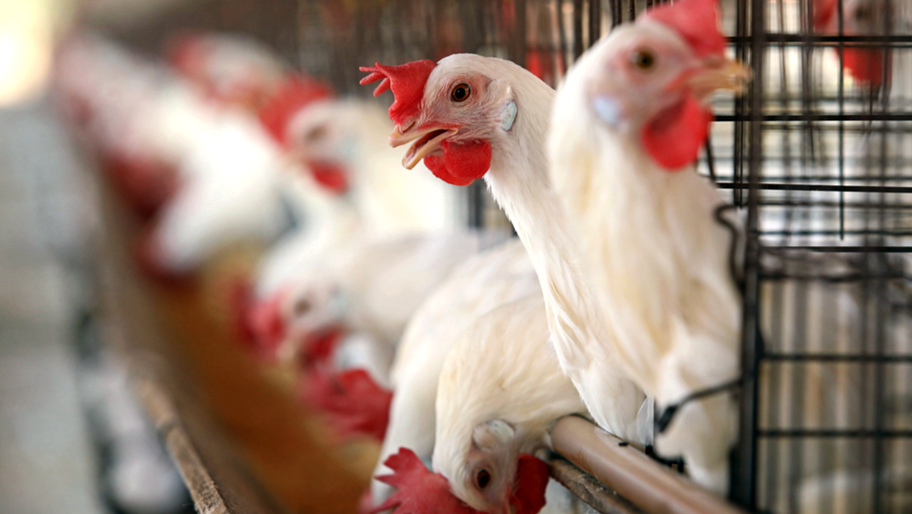 禽类分类.jpg