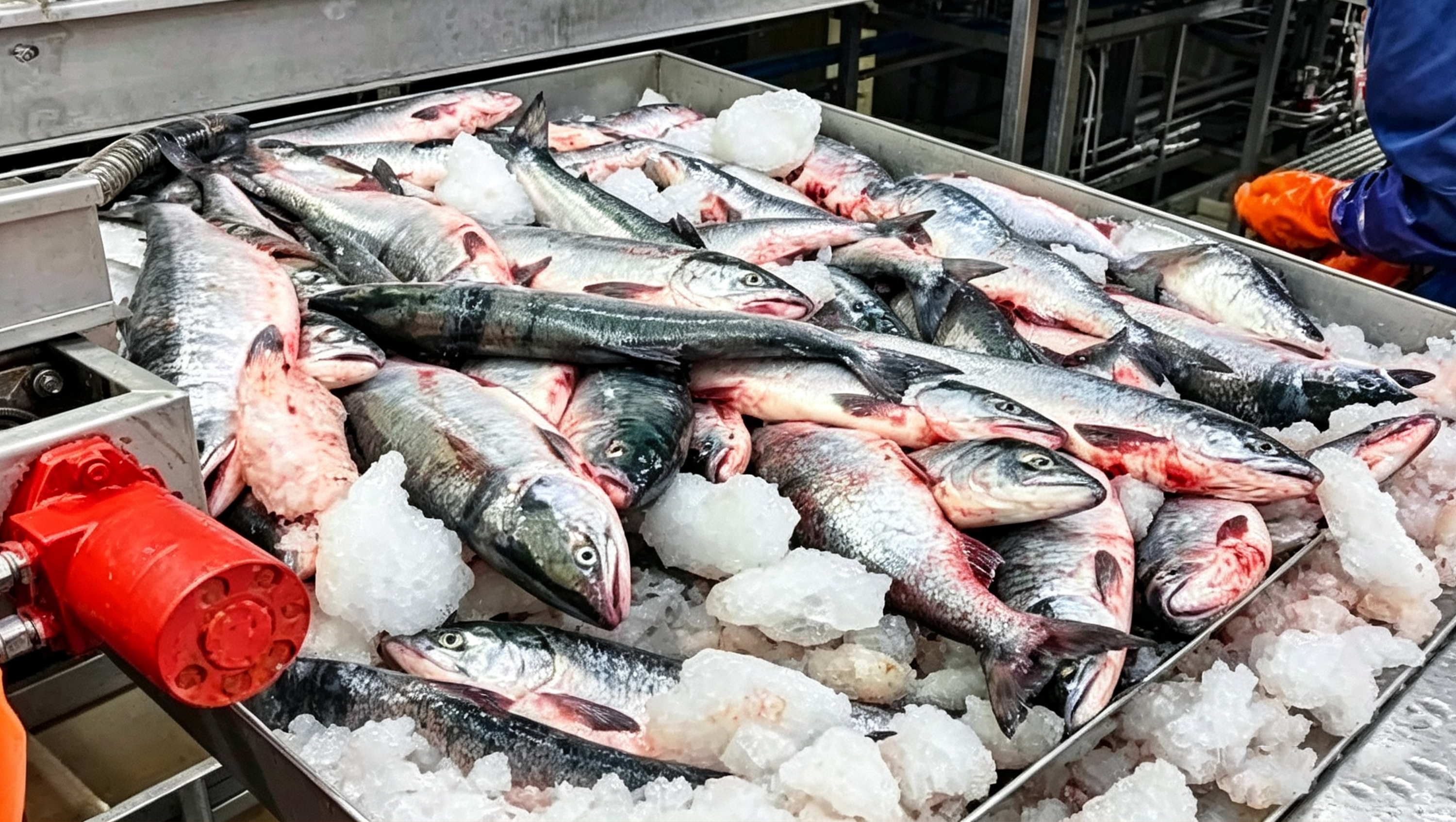 鲑鳟鱼类初加工系统